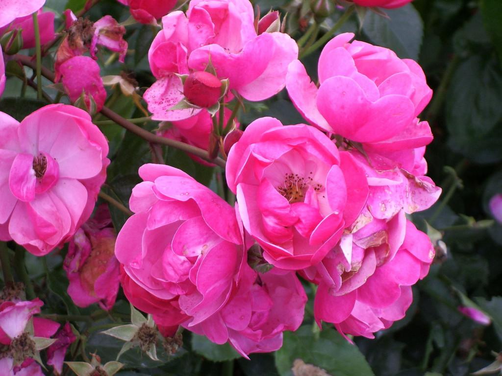 Роза флорибунда мейовски фото и описание