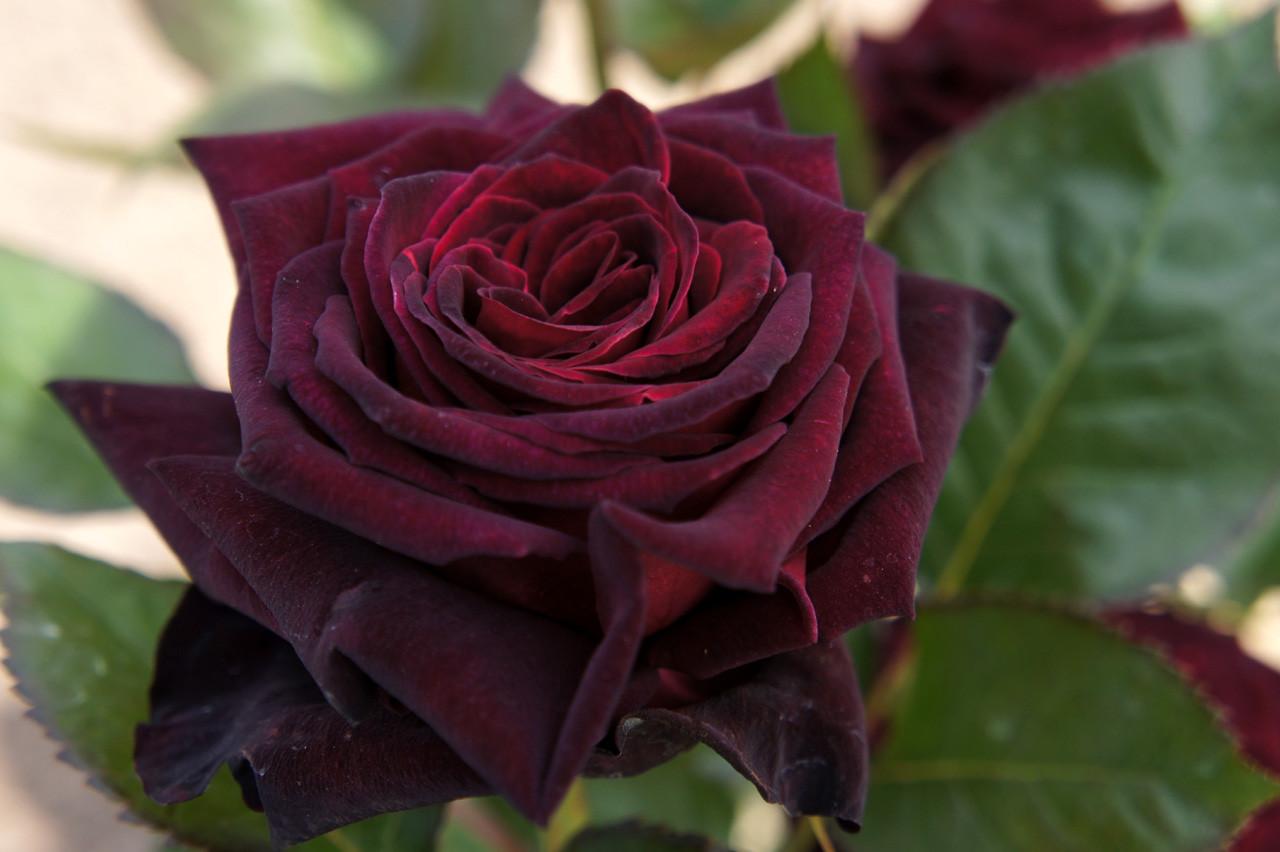 Легендарная роза Черный принц: описание сорта и правила выращивания