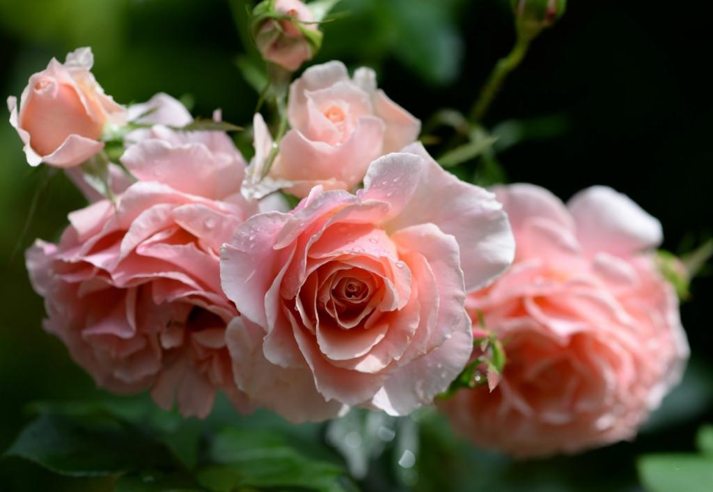 Розы сорт рафаэлло фото