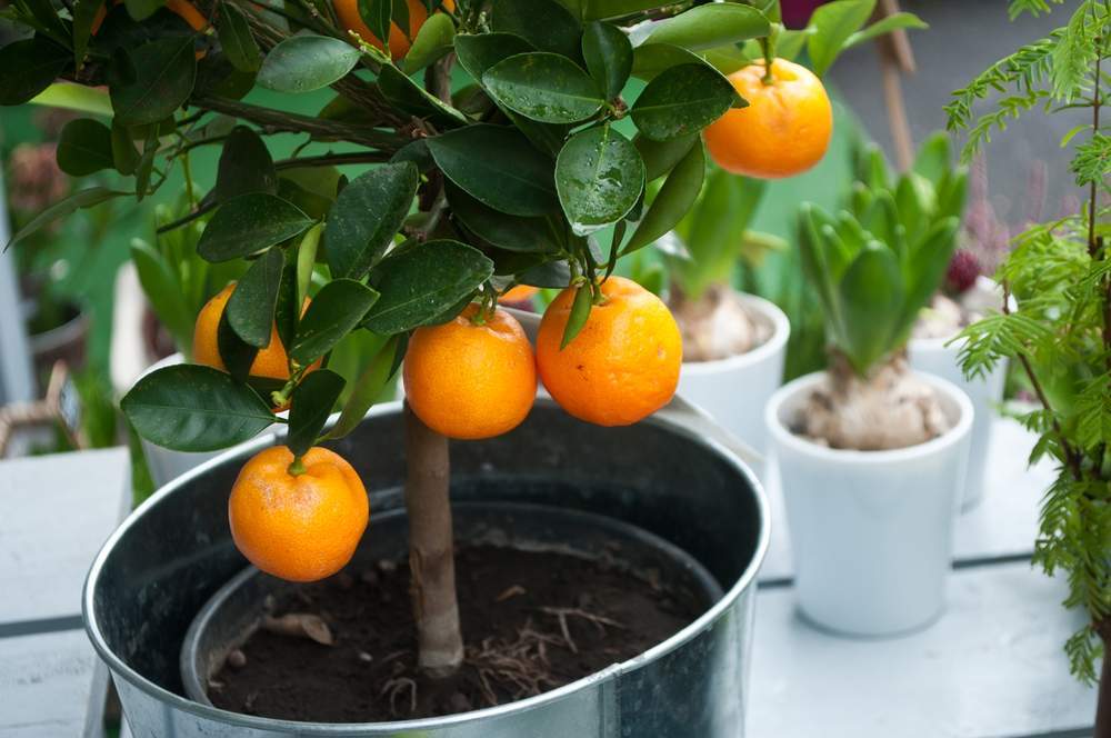 Апельсиновое дерево в домашних условиях уход. Выращивание Апельсинового дерева