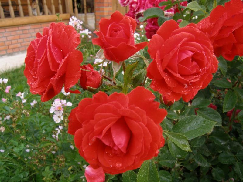 Роза кордес бриллиант фото и описание