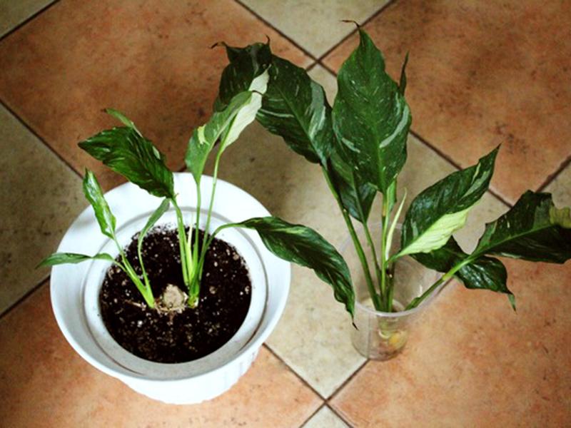 Цветок спатифиллум: как ухаживать в домашних условиях, особенности ухода за комнатным растением
