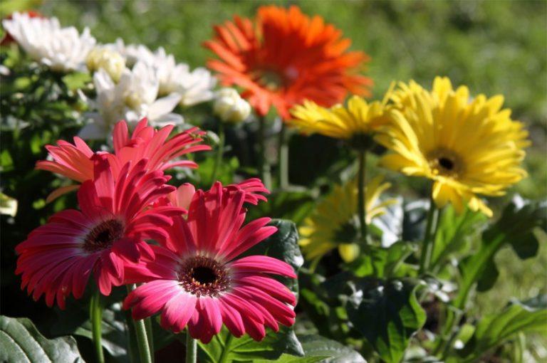 Гербера описание цветка особенности выращивания в саду и в домашних условиях