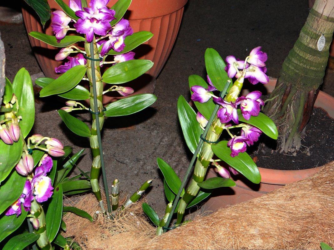 Dendrobium nobile уход в домашних условиях фото