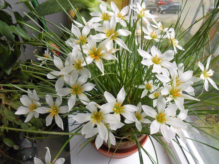 Виды цветка зефирантес — уход в домашних условиях