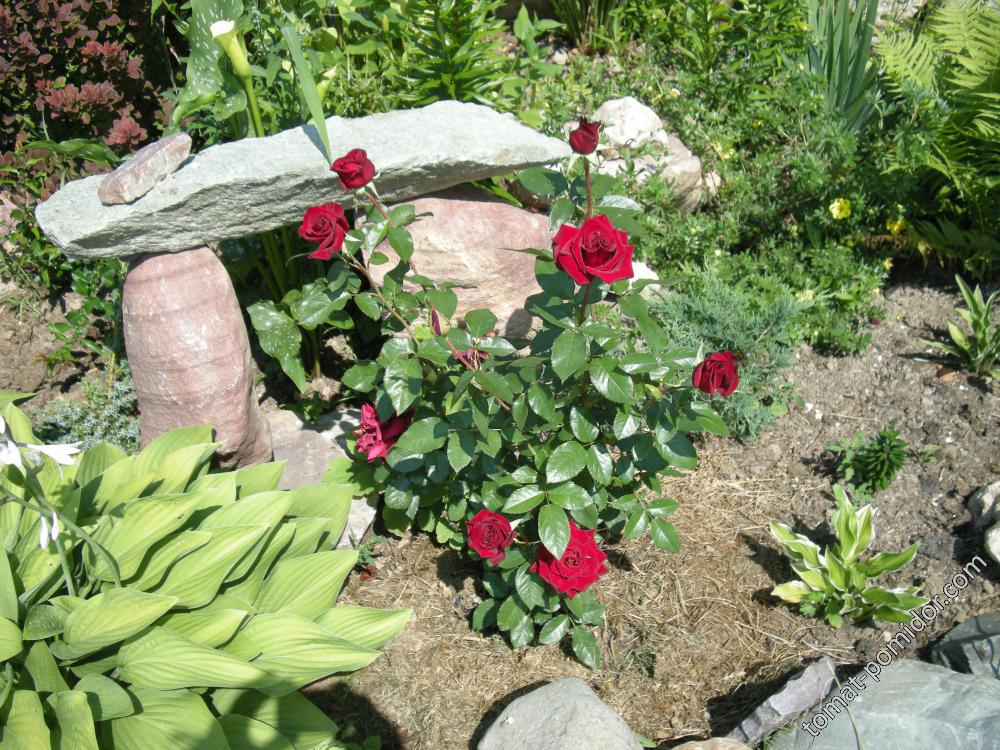 Легендарная роза Черный принц: описание сорта и правила выращивания