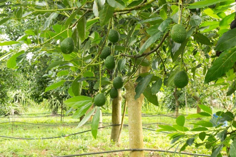 Дерево авокадо с плодами фото