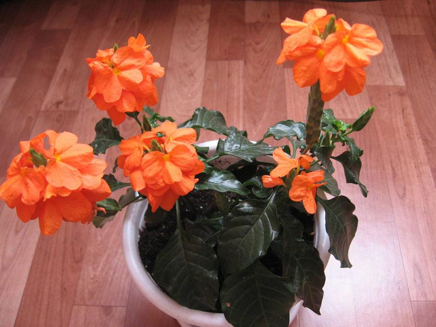 Кроссандра 39 фото уход за комнатным цветком в домашних условиях Почему у кроссандры краснеют листья Способы ее размножения
