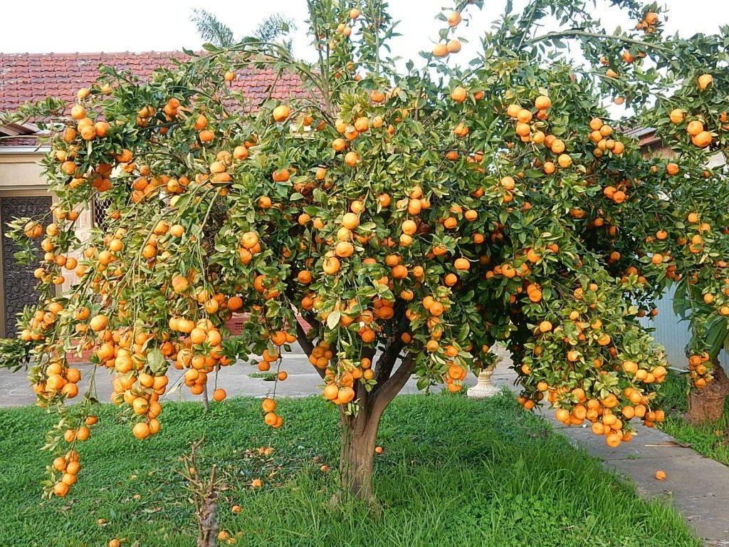 Как выращивать мандариновое дерево в домашних условиях?