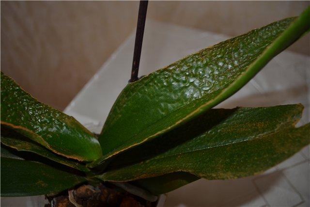 У орхидеи вялые листья: почему и что делать, чтобы спасти дряблое растение, как понять в чем причина, если цветок начал вянуть и опустил листочки вниз