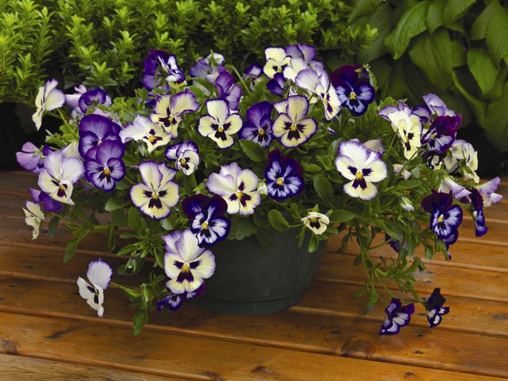 Виола цветы фото на клумбе на даче фото и описание