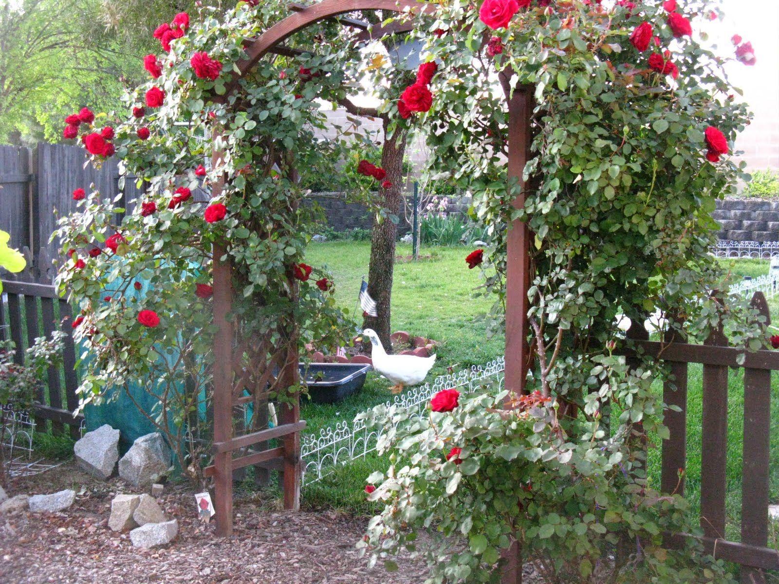 Как выращивать плетистую розу Дон Жуан: посадка цветка и уход в открытом грунте