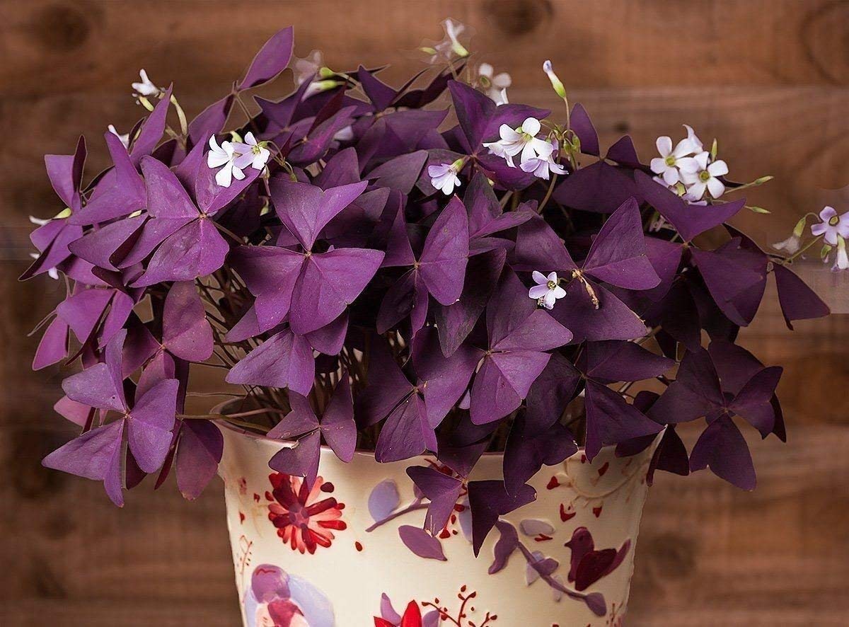 Фиолетовые цветы – комнатные и садовые растения