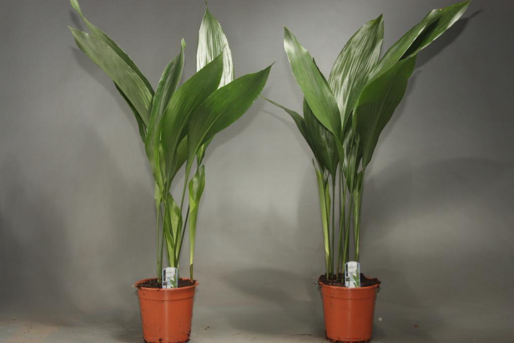 Аспидистра – выращивание и уход за цветком в домашних условиях