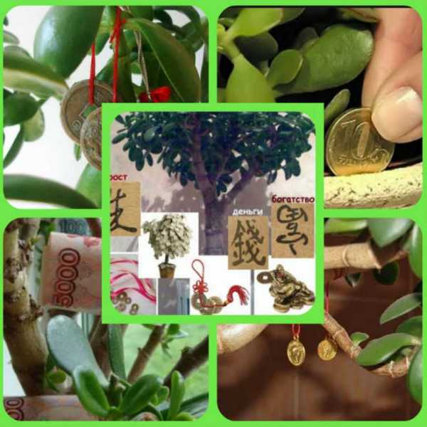 Толстянка денежное дерево уход в домашних условиях лечение thumbnail