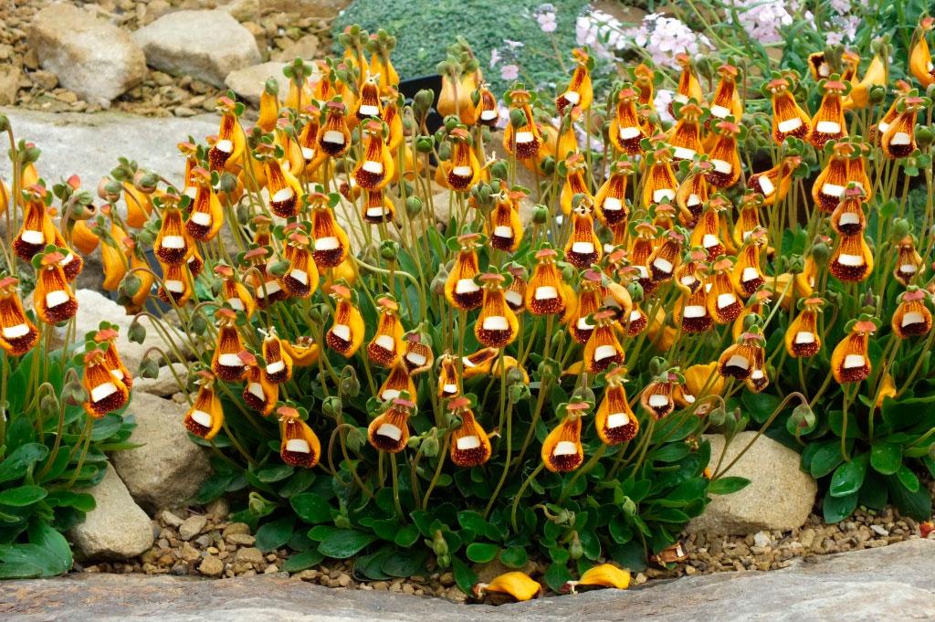 Цветы кальцеолярии (Сalceolaria Uniflora): посадка семян, условия выращивания
