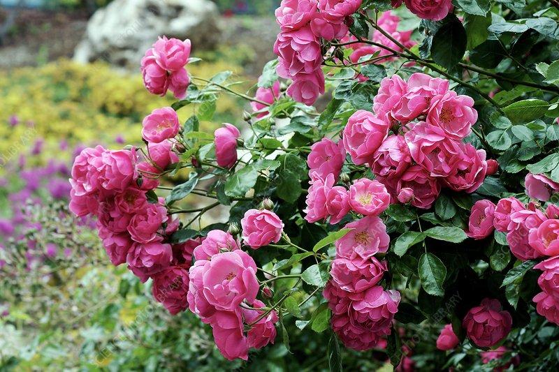 Роза флорибунда анжела фото