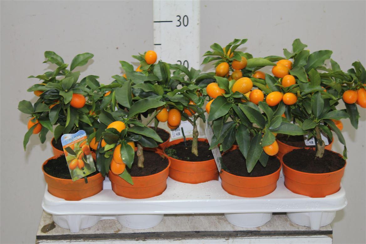 Как выращивать декоративное мандариновое дерево?