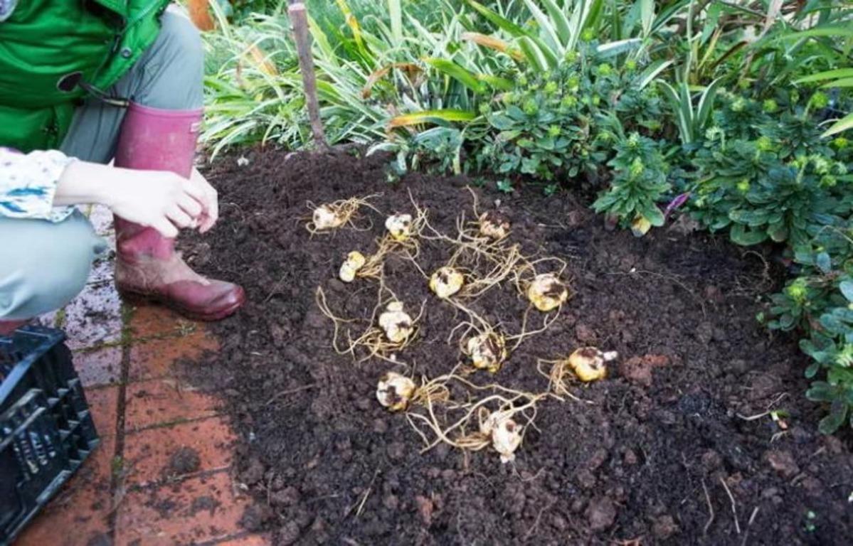 Лилия садовая (120 фото): как рассаживать луковицы весной, правила посадки, уход в открытом грунте, как выглядит садовая лилия