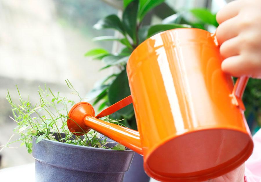 8 полезных советов и хитростей по выращиванию комнатных растений