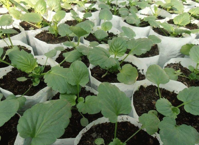 Виола «Швейцарские гиганты»: характеристика и выращивание из семян