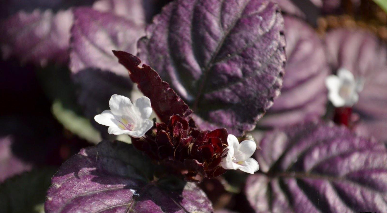 Фиолетовые цветы – комнатные и садовые растения