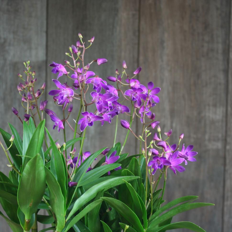 Как выращивать орхидеи дендробиум в домашних условиях?