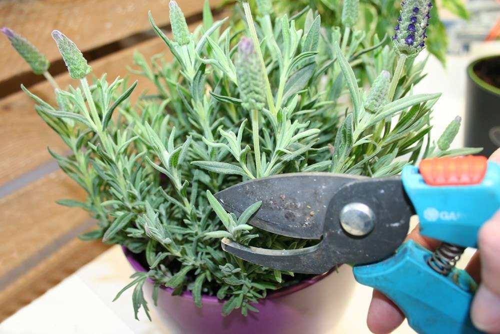 Можно ли выращивать лаванду как комнатное растение?