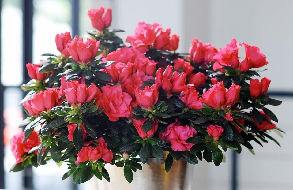 комнатное растение с большим красным цветком