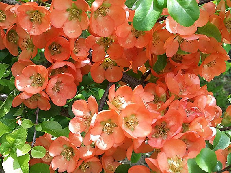 Японская айва кустарник — описание растения и плодов