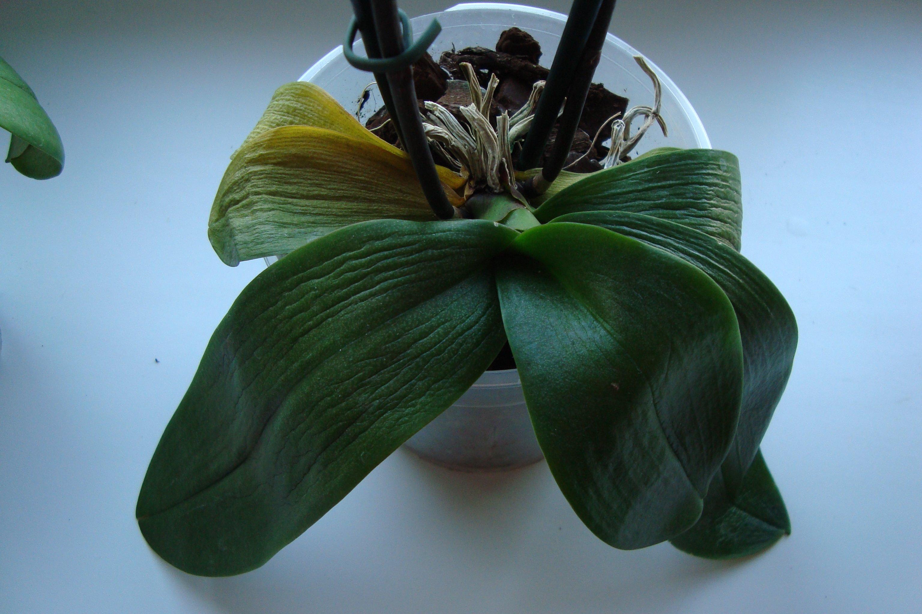 Почему у орхидеи вялые листья что делать. Орхидея фаленопсис листья. Тургор у орхидеи. Орхидея фаленопсис завядающее. Тургор листьев орхидеи.