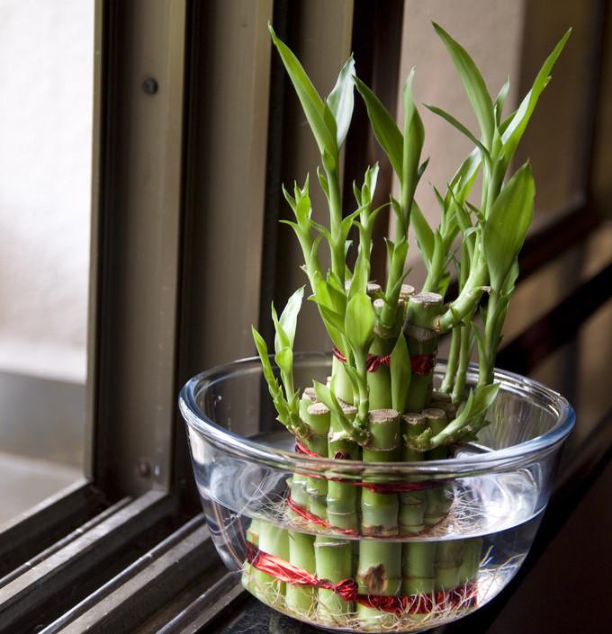 Как в домашних условиях выращивать бамбук в домашних условиях?