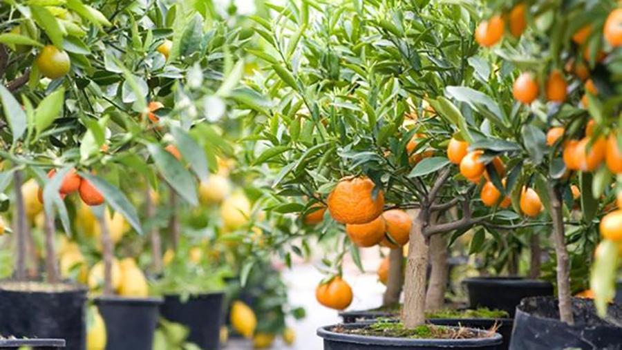 Вырастить мандарин из плода. Мандарин уншиу дерево. Мандарин уншиу вариегатный. Мандарин оранжевый "ковано-Васе". Карликовые сорта лимонных деревьев.