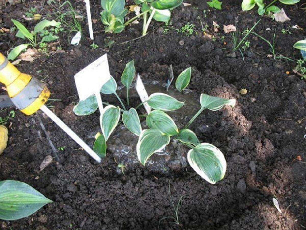 Как посадить хосту- цветок, уход и выращивание в саду в открытом грунте