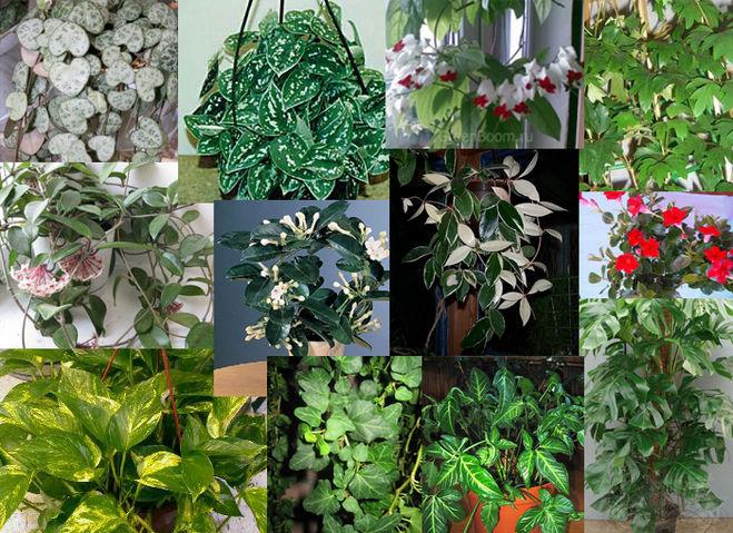 Почему нельзя выращивать вьющиеся растения дома?
