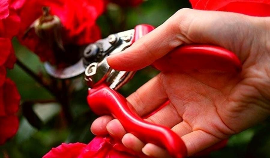 Как выращивать плетистую розу Дон Жуан: посадка цветка и уход в открытом грунте