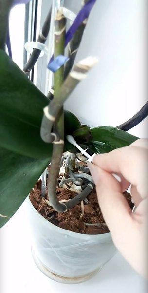 Болезни и вредители орхидей лечение гнили и мучнистой росы защита растений от тли и клещей