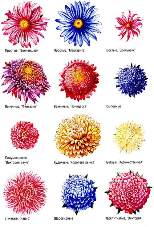 Астры: виды и сорта многолетних цветов