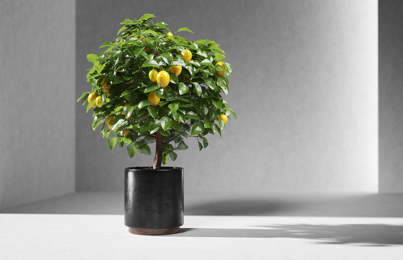 Как выращивать лимоны из косточки в домашних условиях?