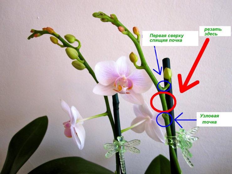 Что делать если у орхидеи засох цветонос Почему он засыхает Как сохранить стрелку если она надломилась Как обрезать засохший цветонос