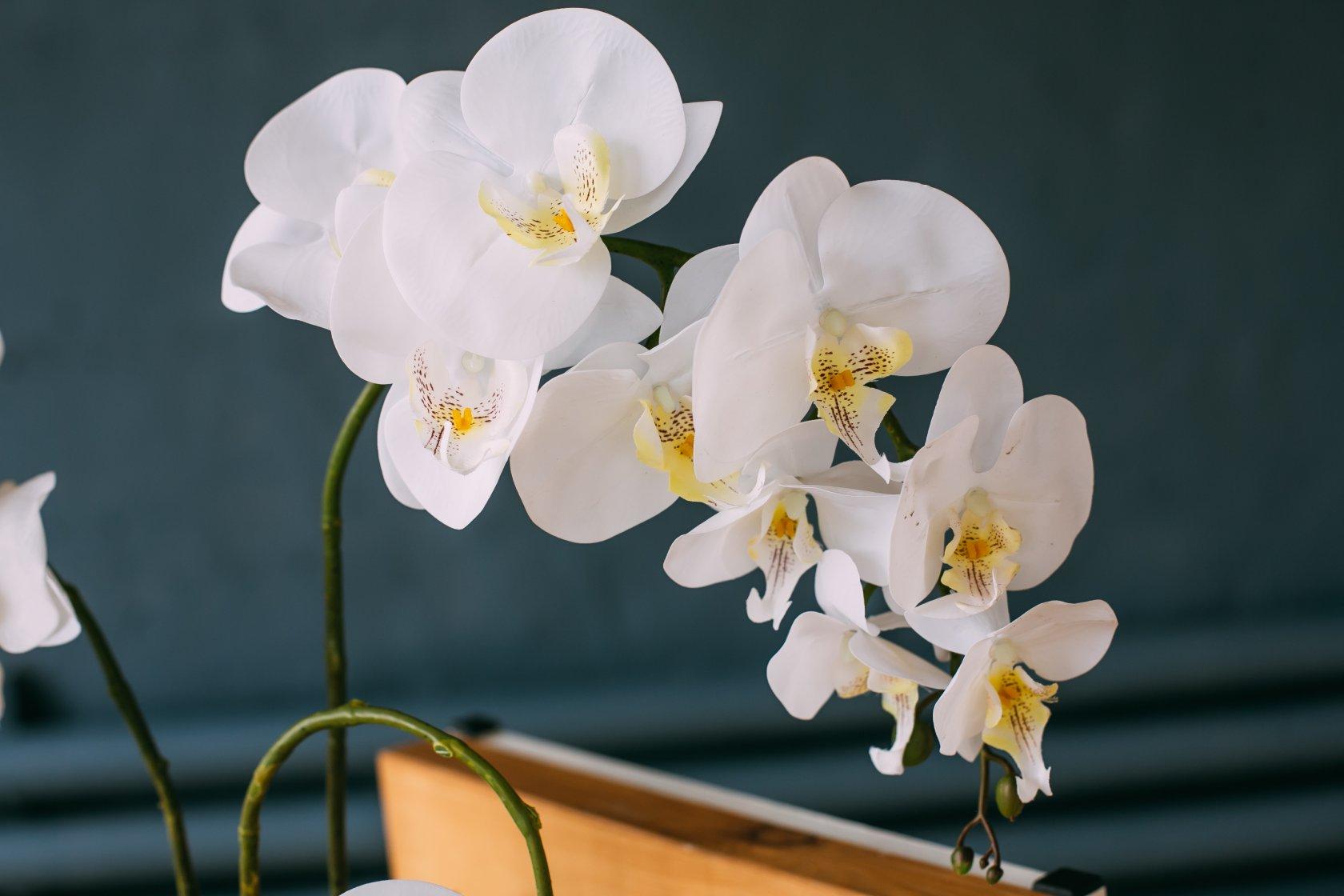 Можно ли выращивать орхидеи дома приметы и суеверия?