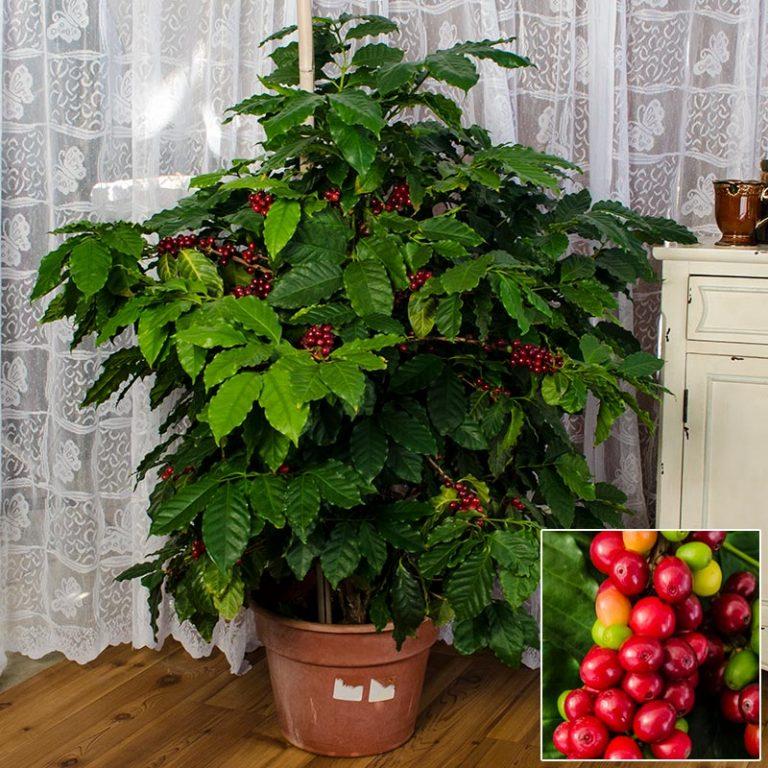 Как в домашних условиях выращивать кофе арабика?