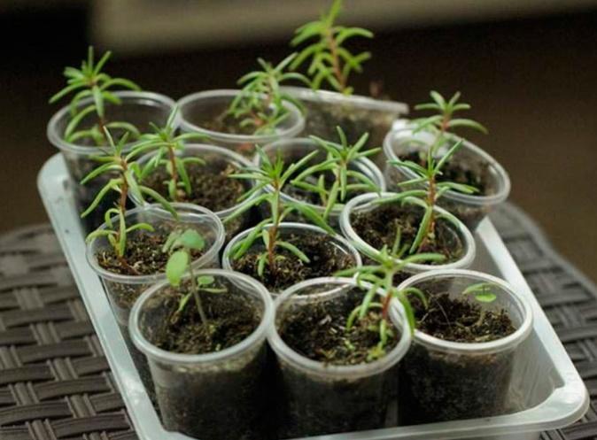 Можно ли выращивать портулак как комнатное растение?