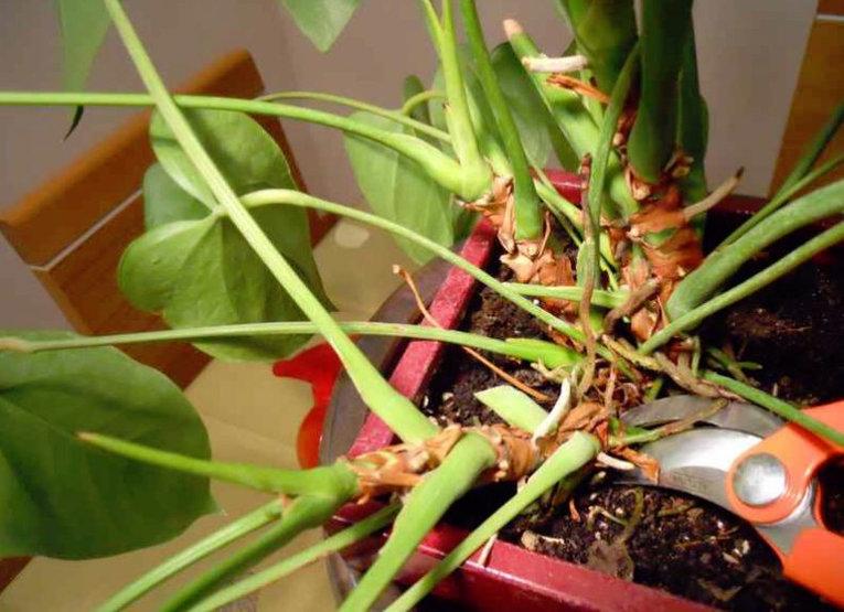 Как вырастить корни у антуриума в домашних условиях
