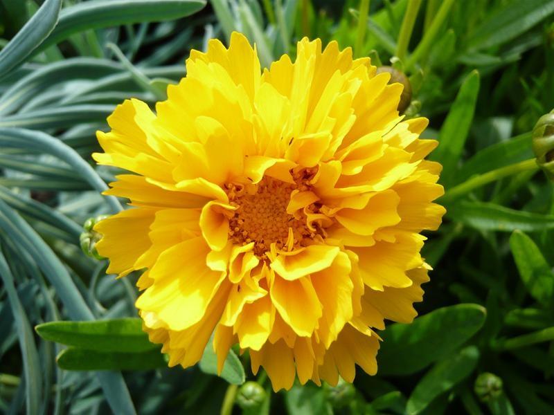Кореопсис 60 фото посадка и уход в открытом грунте красильный крупноцветковый и ланцетовидный махровые и желтые сорта