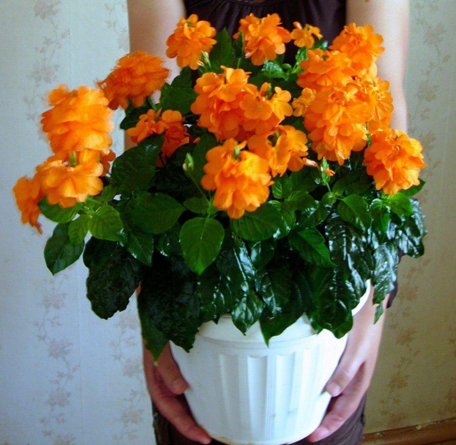 Кроссандра комнатный цветок уход фото в домашних условиях в горшке