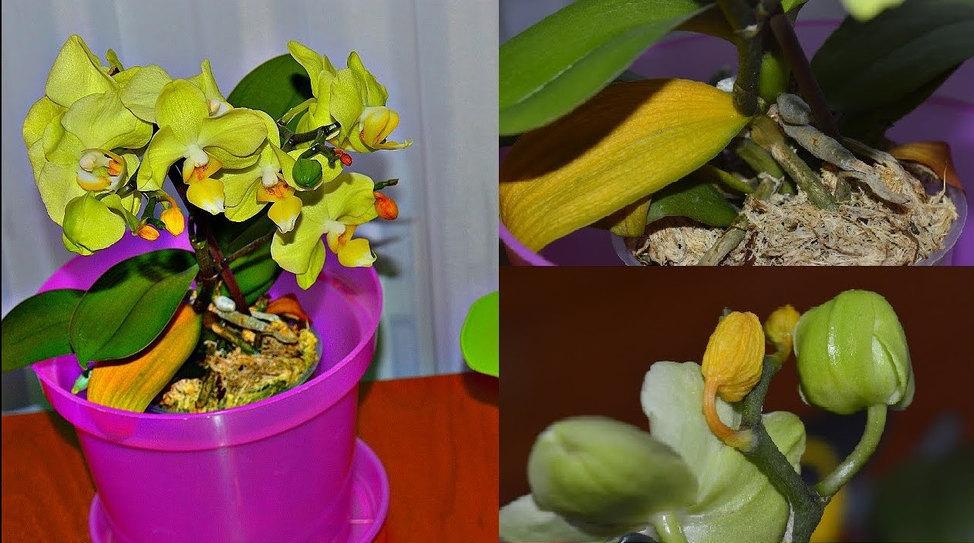 Что делать если у орхидеи засох цветонос Почему он засыхает Как сохранить стрелку если она надломилась Как обрезать засохший цветонос