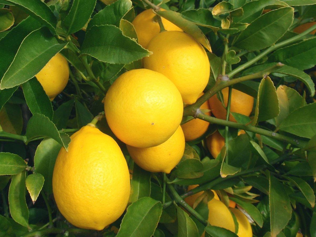 Лимон Мейера цитрусовые