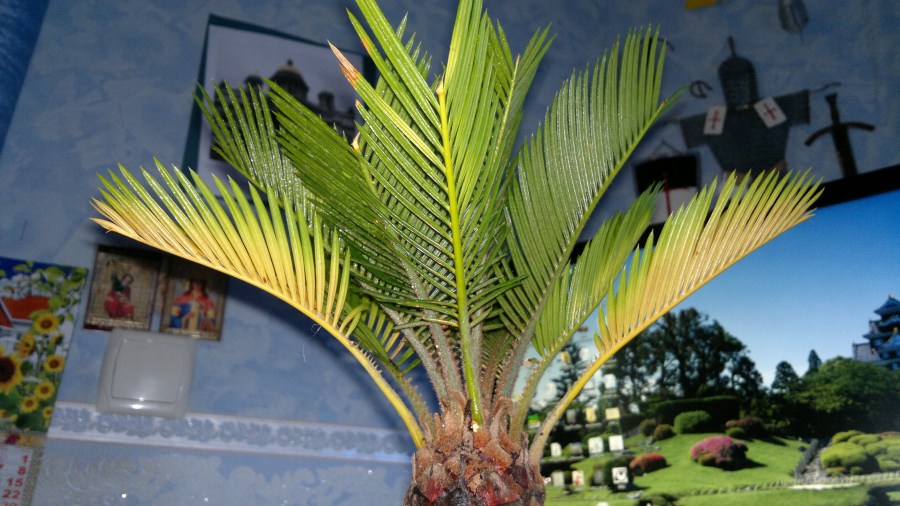 О том как ухаживают за пальмами: где растут, как пересадить, почему сохнут листья