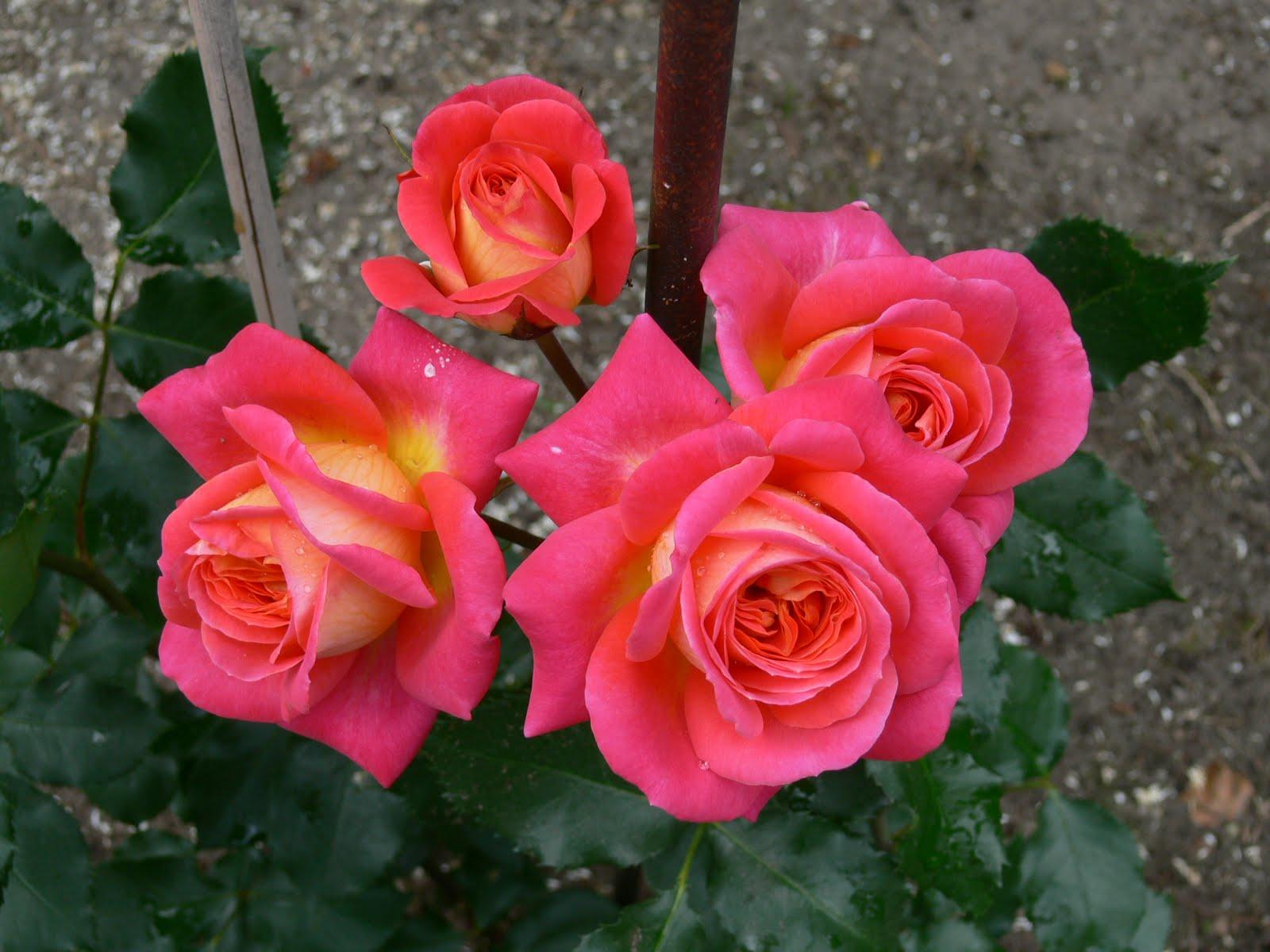 Роза флорибунда анжела фото